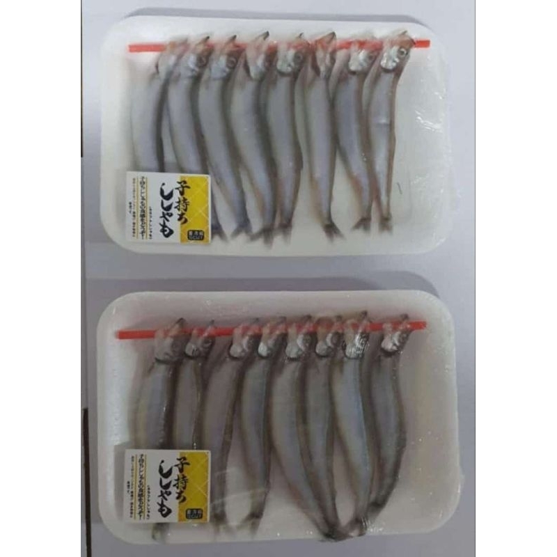 Ikan Shisamo (Ikan Kesukaan Cipung) / Ikan Capelin Ready