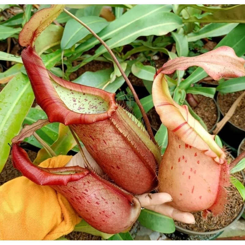 (thorellii x veitchii ) x northiana red