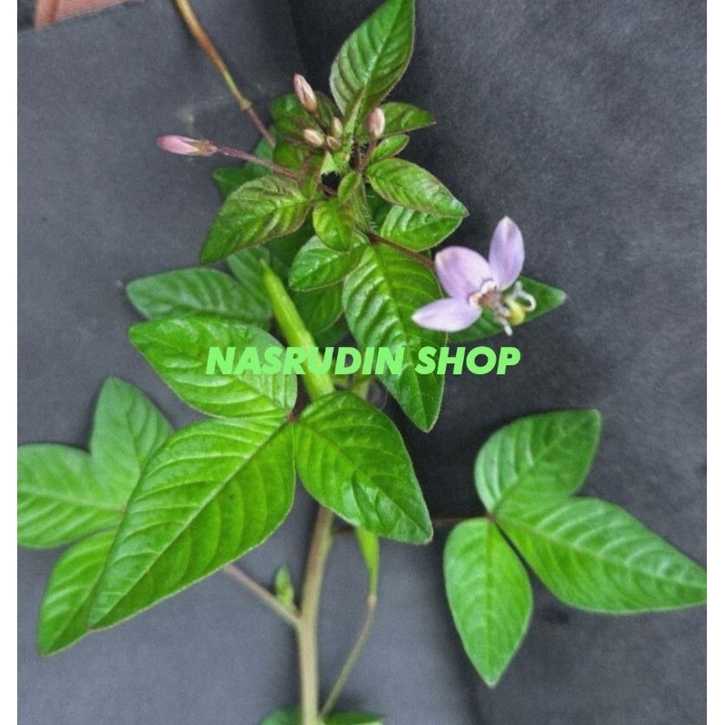 

DAUN MAMAN LANANG SEGAR LANGSUNG PETIK / DAUN MAMAN UNGU