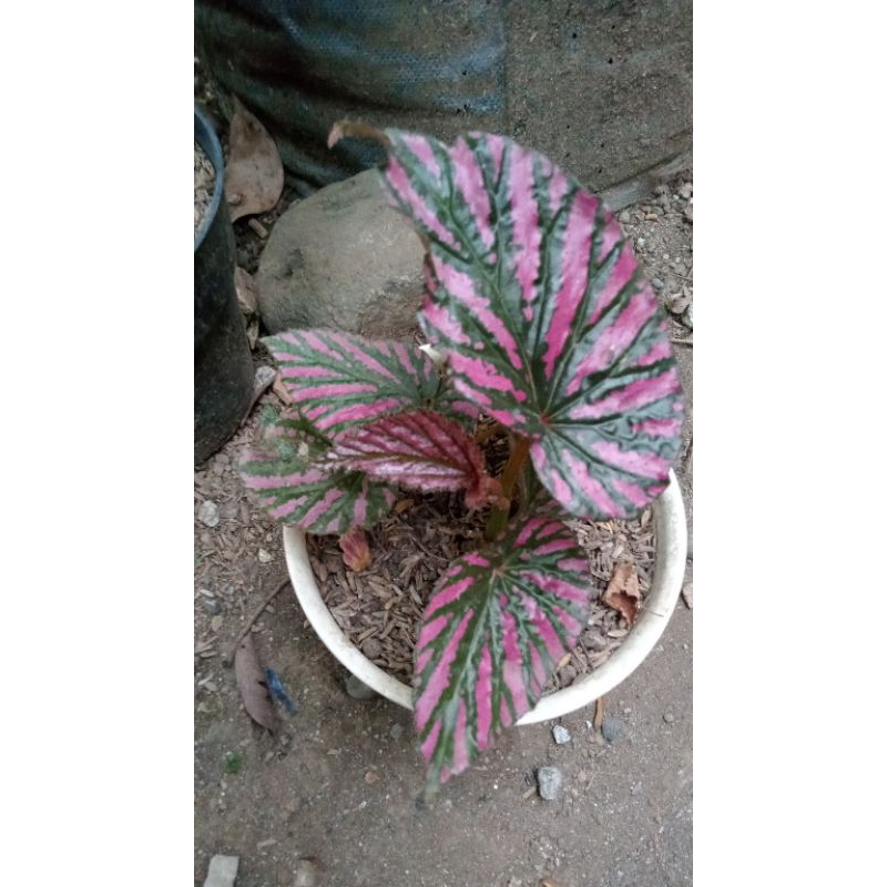 Begonia Rex walet