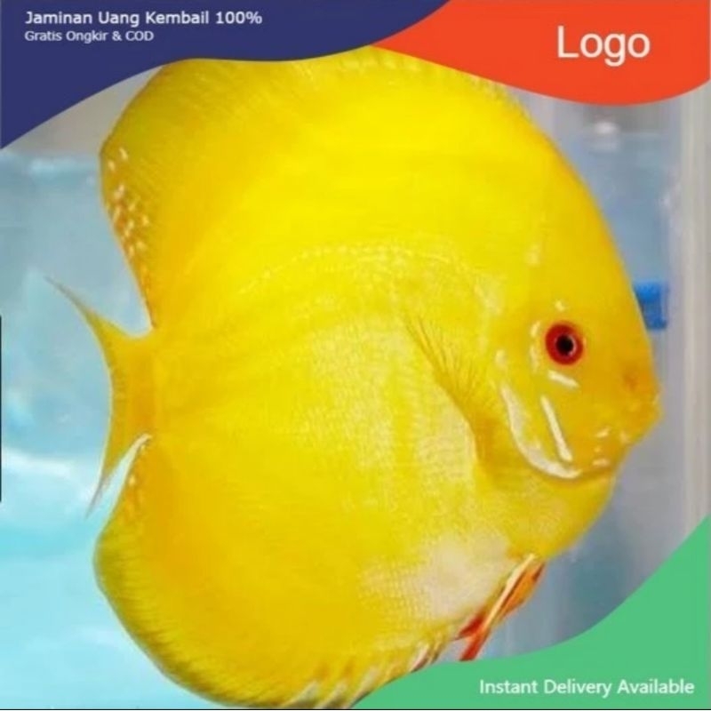 Yellow Golden Discus Aquarium