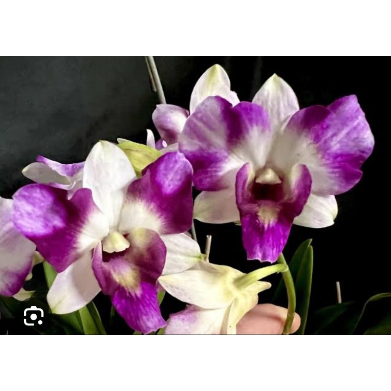 dendrobium king dragon