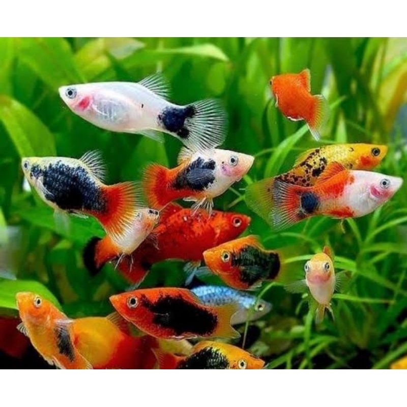 

ikan Platy mix