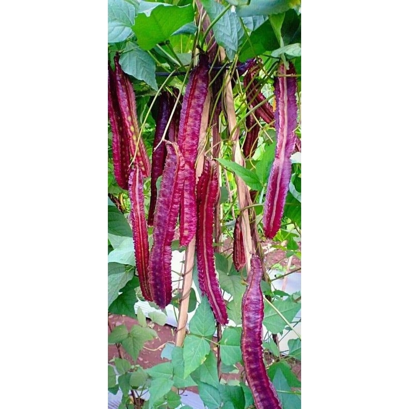 Benih Kecipir 2seed Repacking {Sandi IPB}