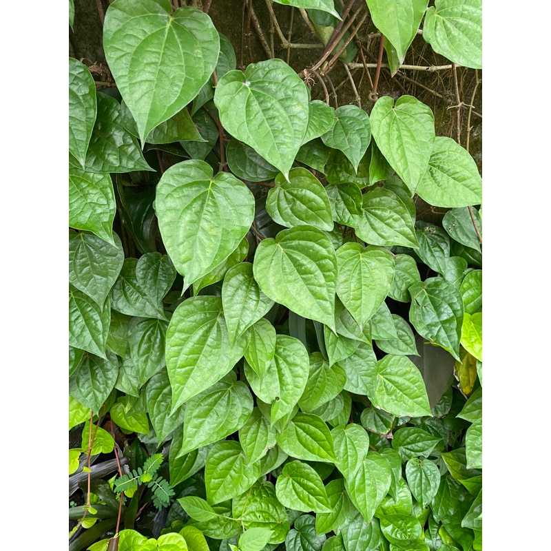 Daun Sirih Hijau/Tanaman Daun Sirih hijau/Sirih Hijau