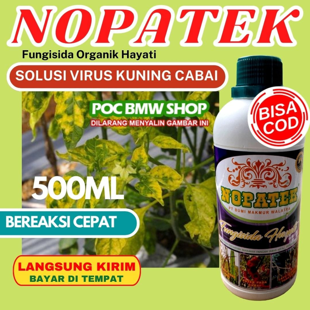 NOPATEK OBAT VIRUS KUNING GEMINI CABE TOMAT PALING AMPUH Fungisida Hayati Obat Hama Patek Pada Cabe 
