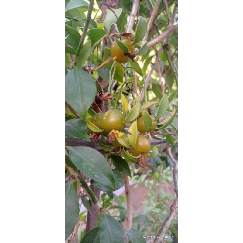 1 Buah Ora Pronobis Pareskia Aculeata / Daun Hijau / Herbal