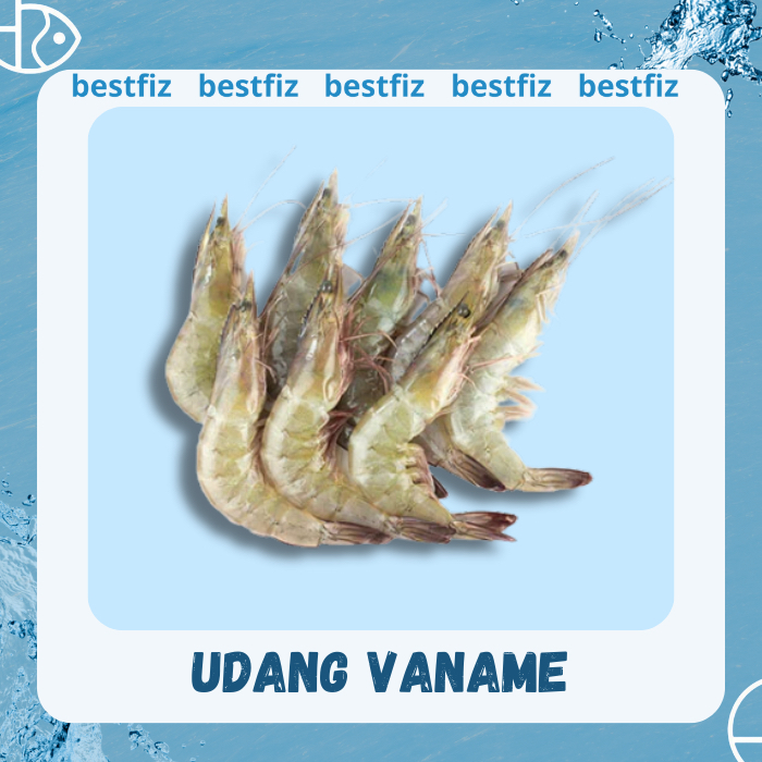 

Udang Vaname z 30