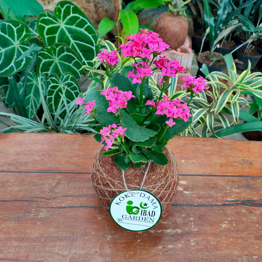 Tanaman hias Kokedama cocor bebek bunga ungu