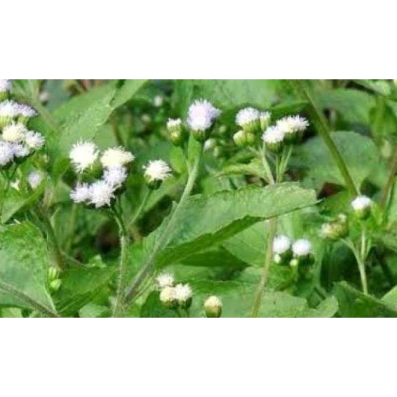 

Daun Babadotan Hambat kangker & Tumor _ Fresh 100 gram