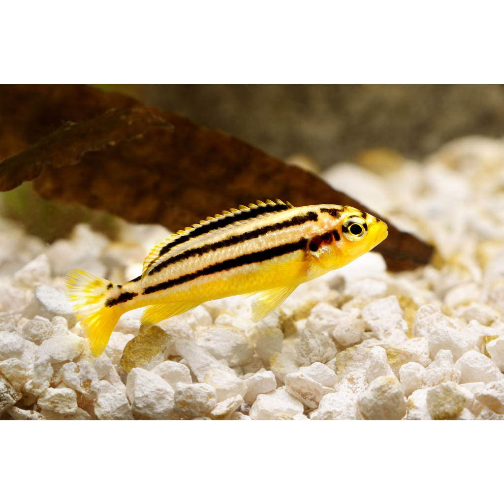 Niasa Cichlid Ikan Hias Aquarium - Golden Mbuna KHUSUS GOJEK MEDAN