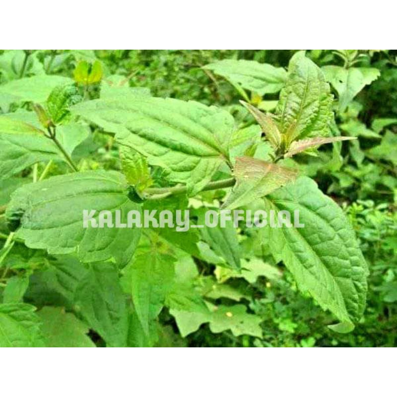 

Daun Kirinyuh, Daun Balakacida Herbal.