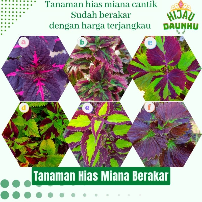 Miana Premium Langka Berakar Miyana Super Sultan Coleus atropurpureus