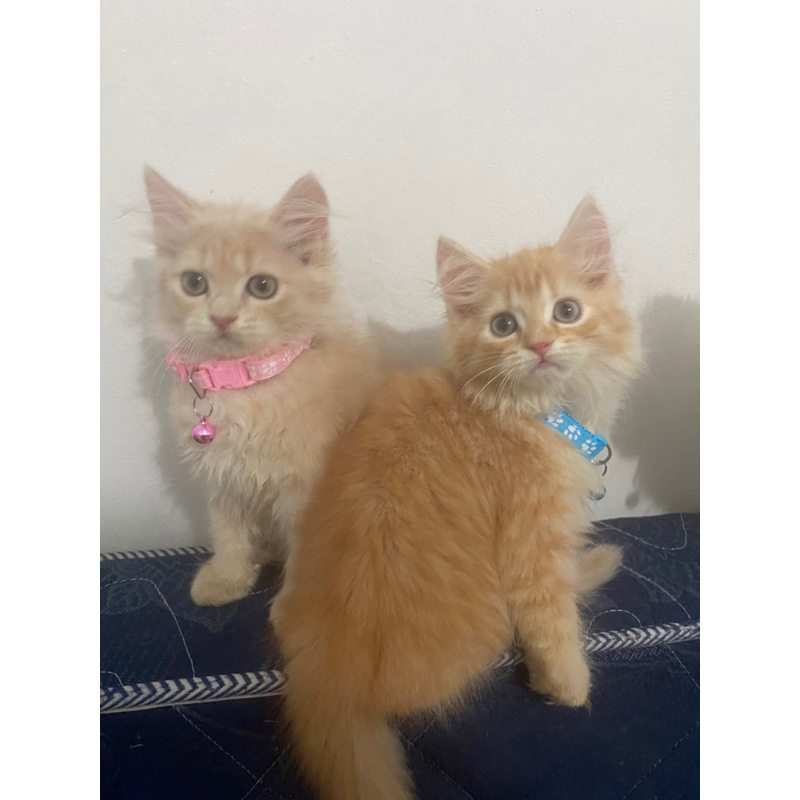 Adopsi kucing persia