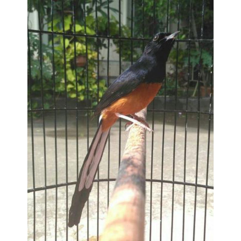murai batu mh ekor panjang jantan pilihan