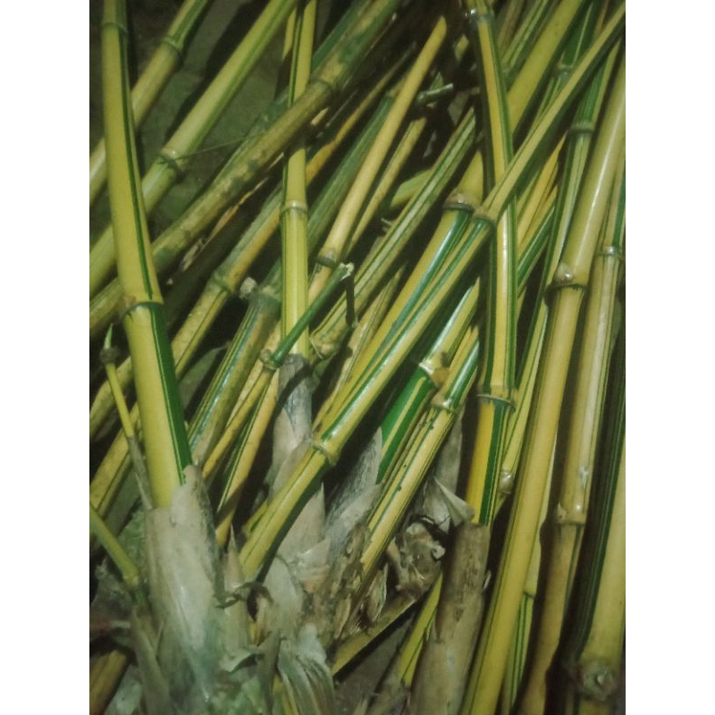tanaman hias bambu kuning batang setek bambu kuning panjang 30 cm