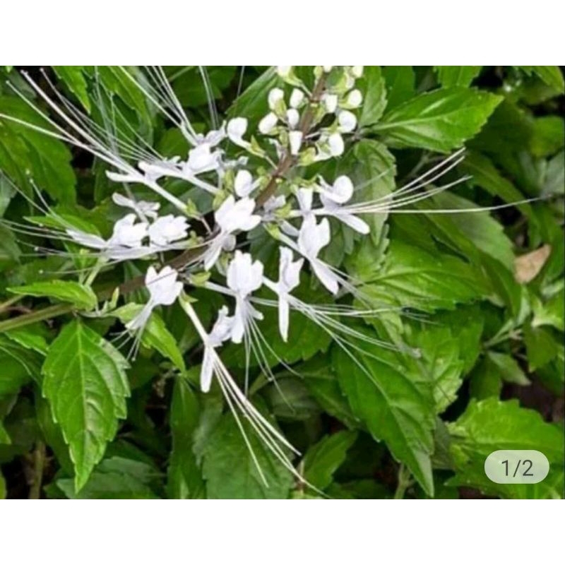 

CODE DAUN HERBAL KUMIS KUCING 200 GRM