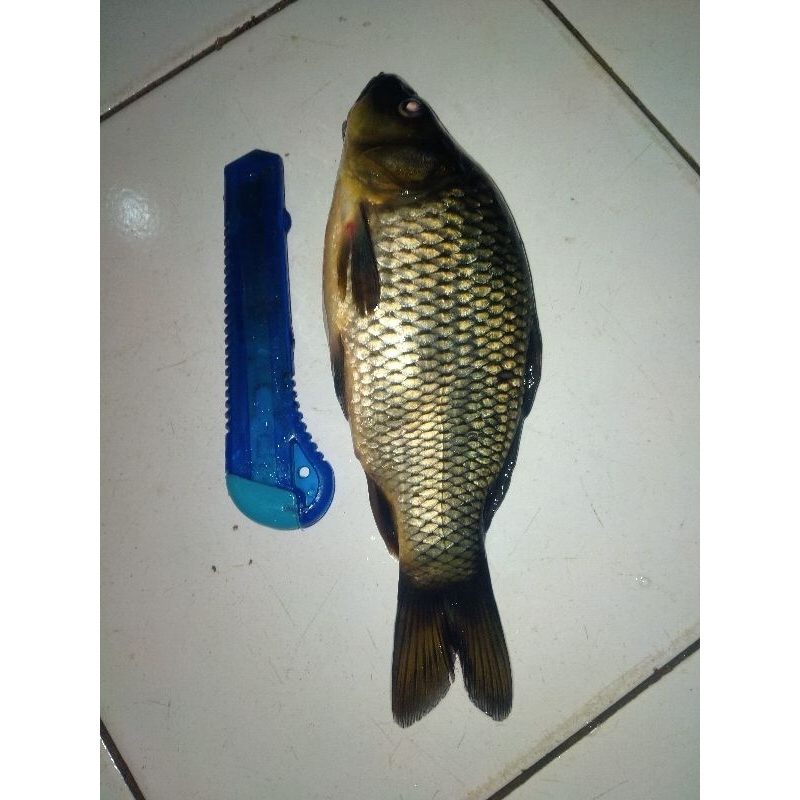 

Ikan Emas Ekoran 1Kg / Segar Fresh BERGARANSI
