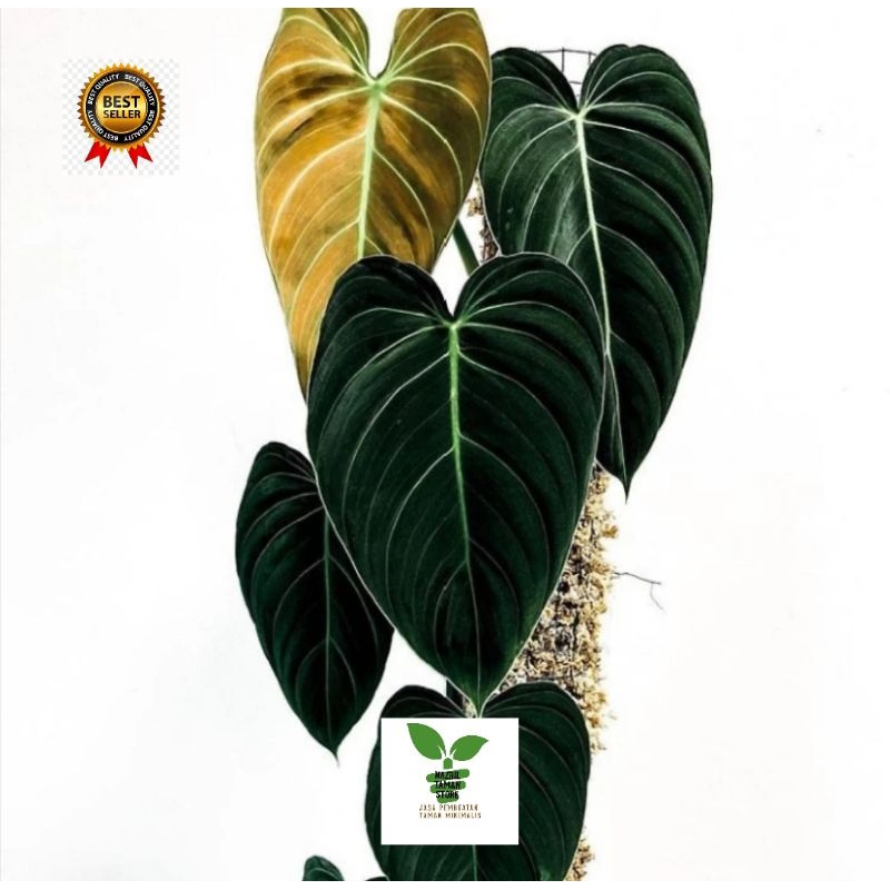 Tanaman Hias Philodendron Melanochrysum Narrow/Melano Daun besar