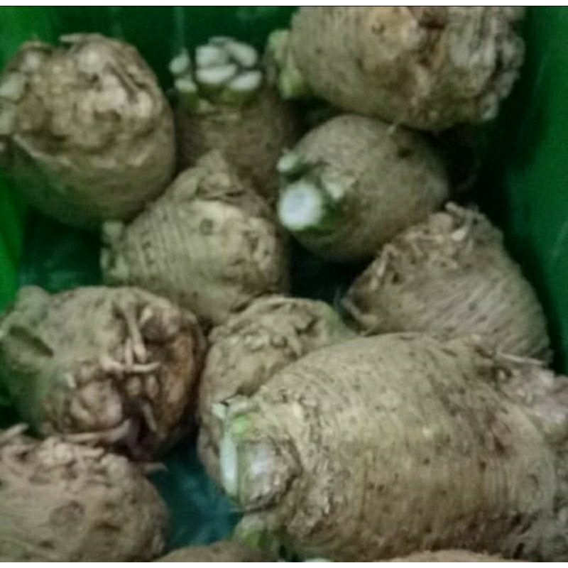 

Celeriac - Celery Root - Akar Seledri 1 kg