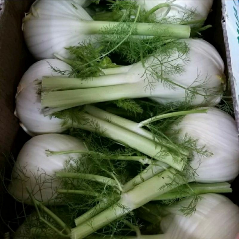 

Fennel - Adas Australia 1 kg