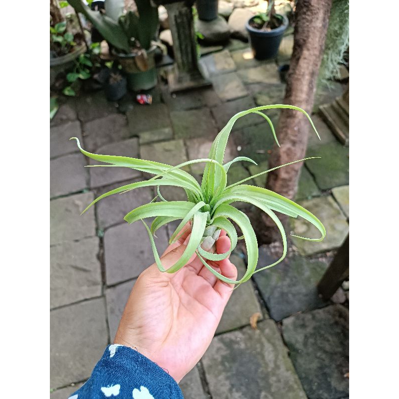 tillandsia eric knobloch