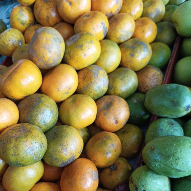 

JERUK MANIS,JERUK BALI 1KG