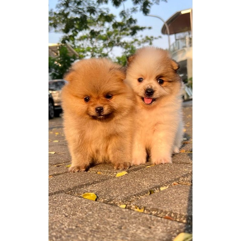 Boneka pomeranian male bulu tebal hidung pesek