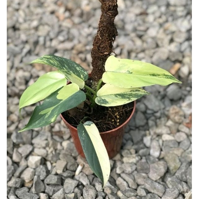 philodendron Violin varigata