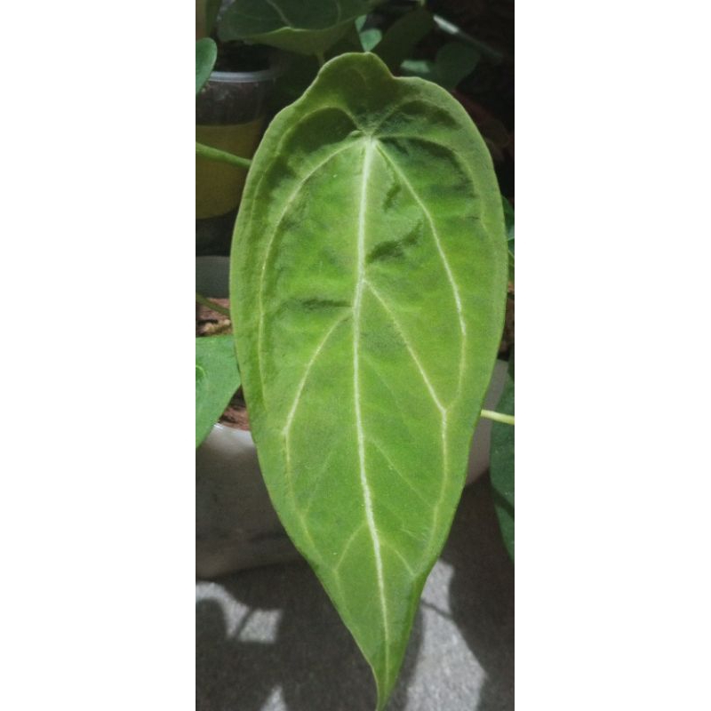 Anthurium'Forgetii'X'Magnificum