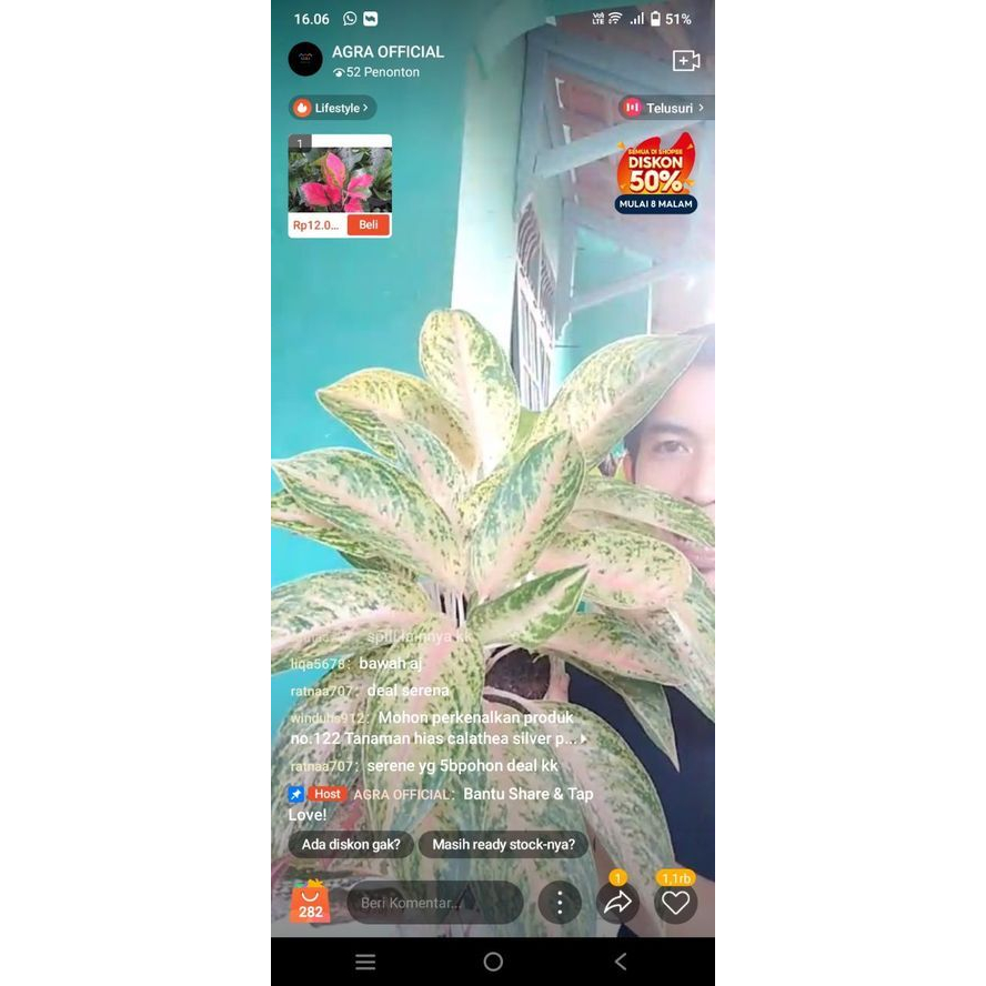 TANAMAN HIAS AGLAONEMA SERENA RUMPUN