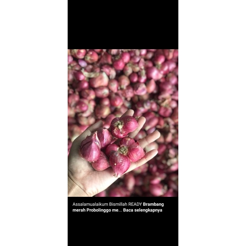 

Bawang merah