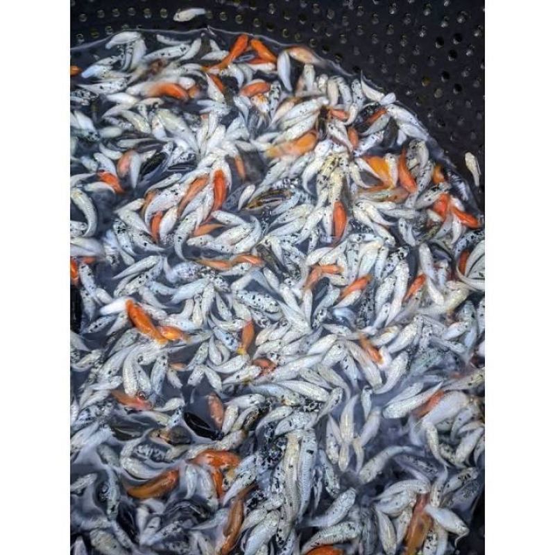 molly marbel paket 100ekor