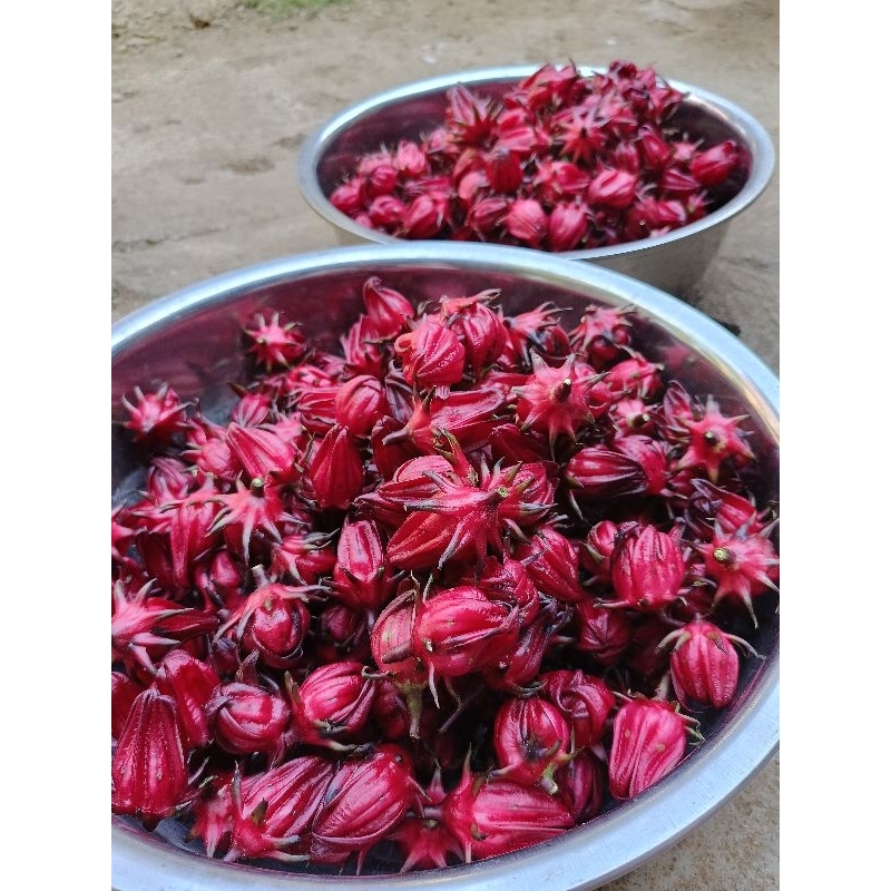 

Bunga Rosella Merah dan Ungu Segar Fresh petik dari kebun 400 gram dan 1kg