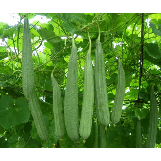 3 Biji - Benih Sayuran Oyong Gambas F1 Hibrida Tahan Gemini Virus