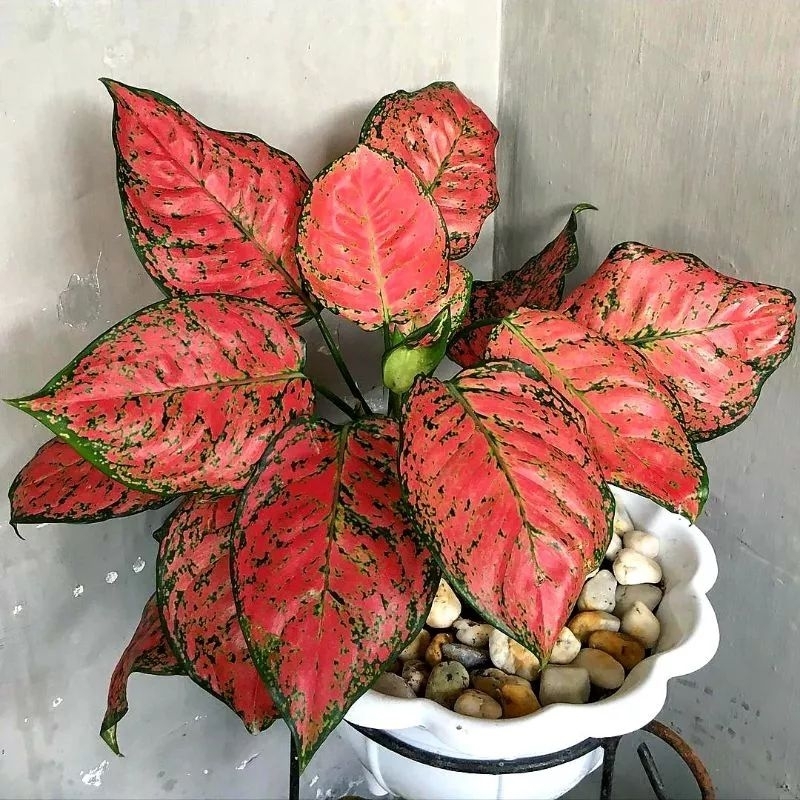 Tanaman aglonema dut anjamani / Pohon aglonema dut anjamani berdaun