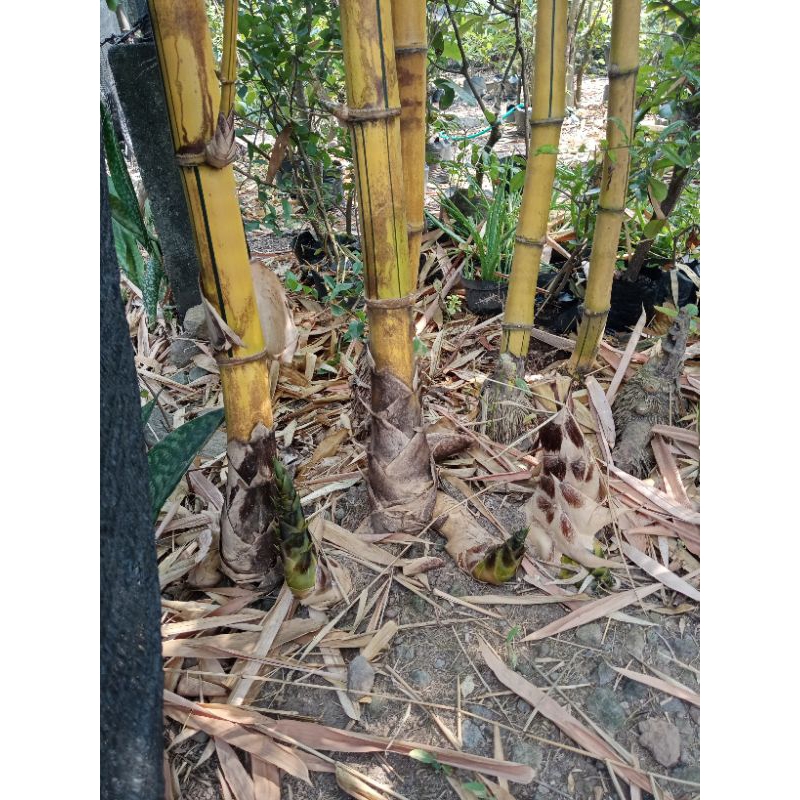 

Rebung asli bambu kuning segar