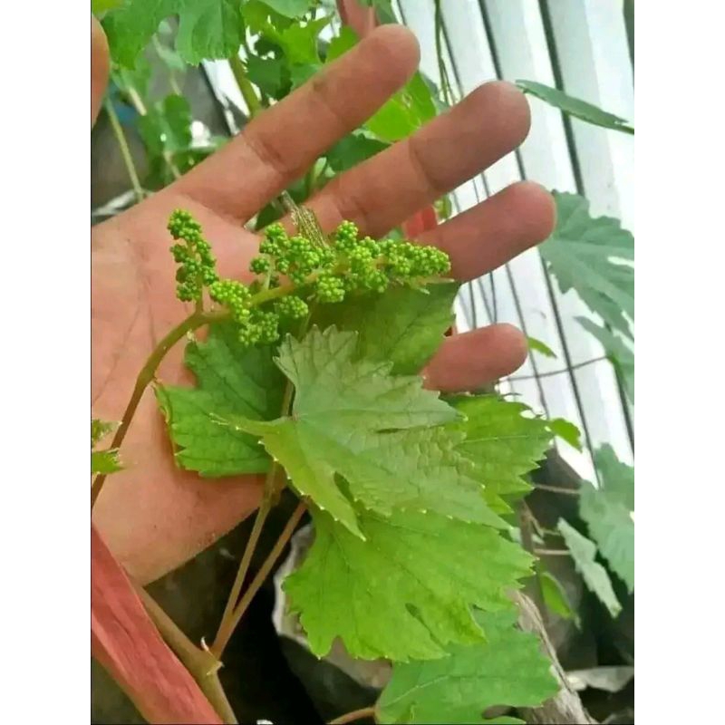 Bibit Anggur berbunga
