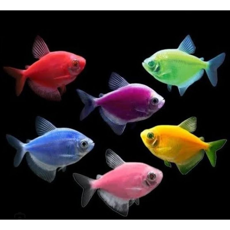 

Ikan Warna Warni GlowFish (Khusus pengiriman Instan)