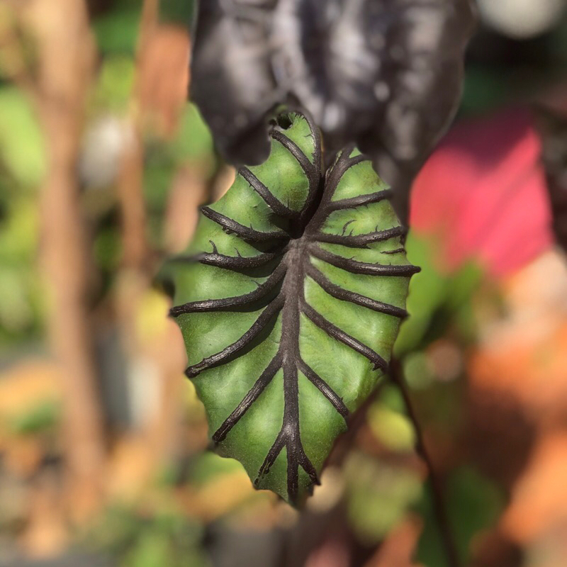 Colocasia Paraoh Mask