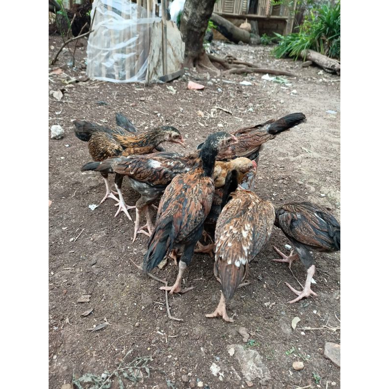 ANAK AYAM KAMPUNG REMAJA - ANAK AYAM KAMPUNG HIDUP