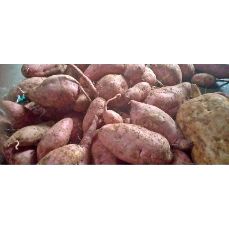 

Ubi Jalar / ubi rambat 1 kg