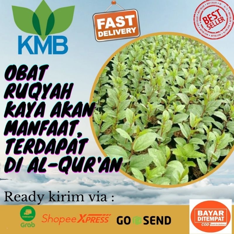 Tanaman hidup Bidara arab / pohon berduri bidara arab asli