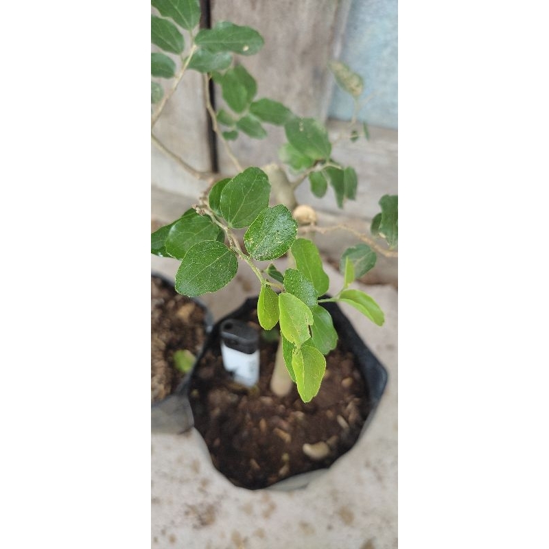 phusu batu (cheltic-sinensis) bahan bonsai hasil cangkok