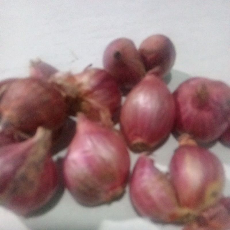 

bawang merah probolinggo