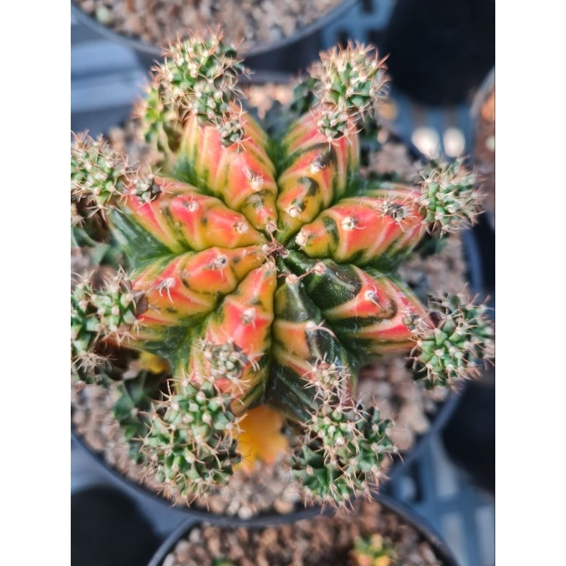 miha hybrid varigata