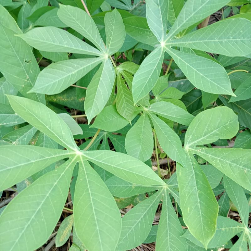 

daun singkong segar langsung petik 1 ikat