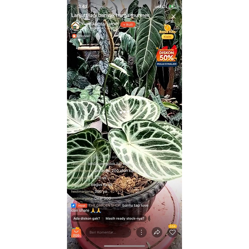 Tanaman Hias ANTHURIUM DORAYAKI silver tiger
