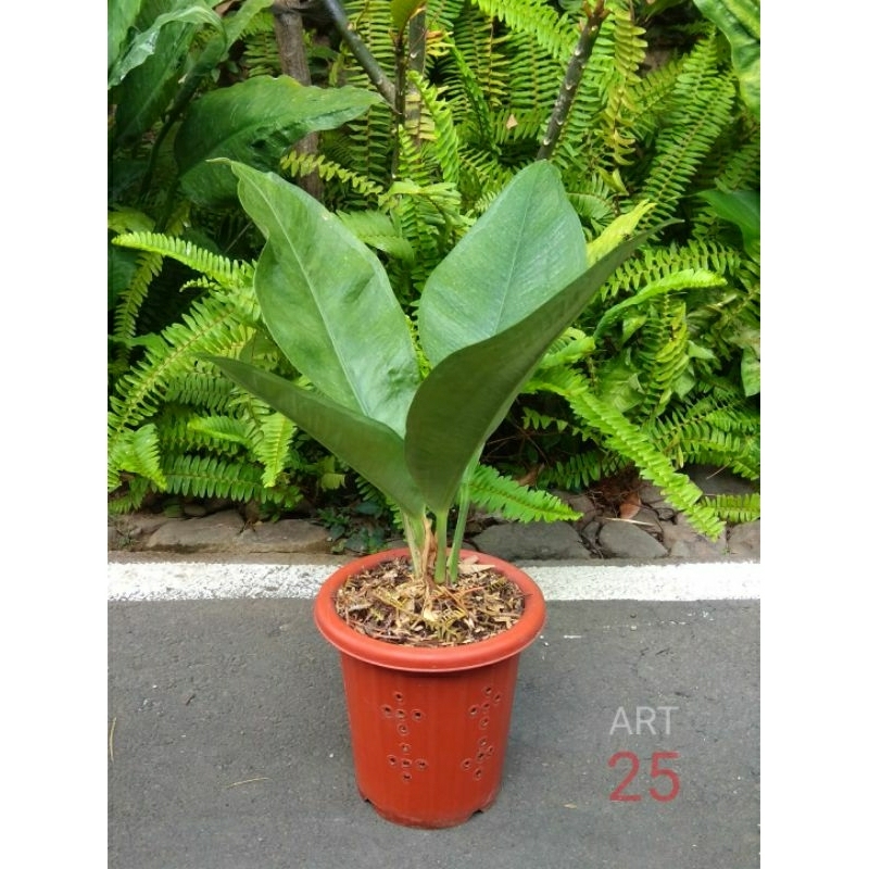 Anthurium Oxycarpum Anturium Levis Real Picture