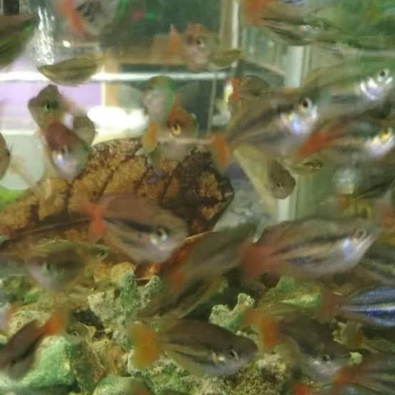 

ikan rainbow markoloci